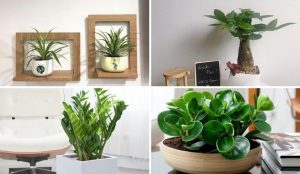 Trên bàn làm việc nên để cây gì 